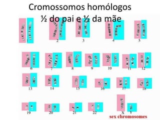 Cromossomos homólogos
½ do pai e ½ da mãe