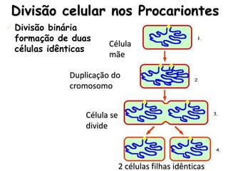 Divisão celular nos Procariontes
Divisão binária
formação de duas
células idênticas
Célula
mãe
2 células filhas idênticas
Duplicação do
cromosomo
Célula se
divide