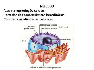 NÚCLEO
Atua na reprodução celular.
Portador das características hereditárias
Coordena as atividades celulares.