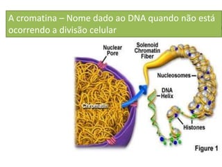 A cromatina – Nome dado ao DNA quando não está
ocorrendo a divisão celular