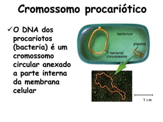 Cromossomo procariótico
O DNA dos
procariotos
(bacteria) é um
cromossomo
circular anexado
a parte interna
da membrana
celular