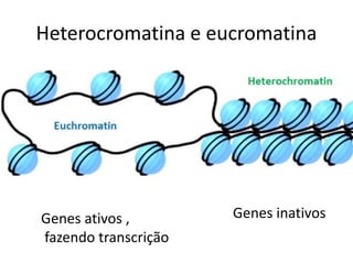 Heterocromatina e eucromatina
Genes ativos ,
fazendo transcrição
Genes inativos