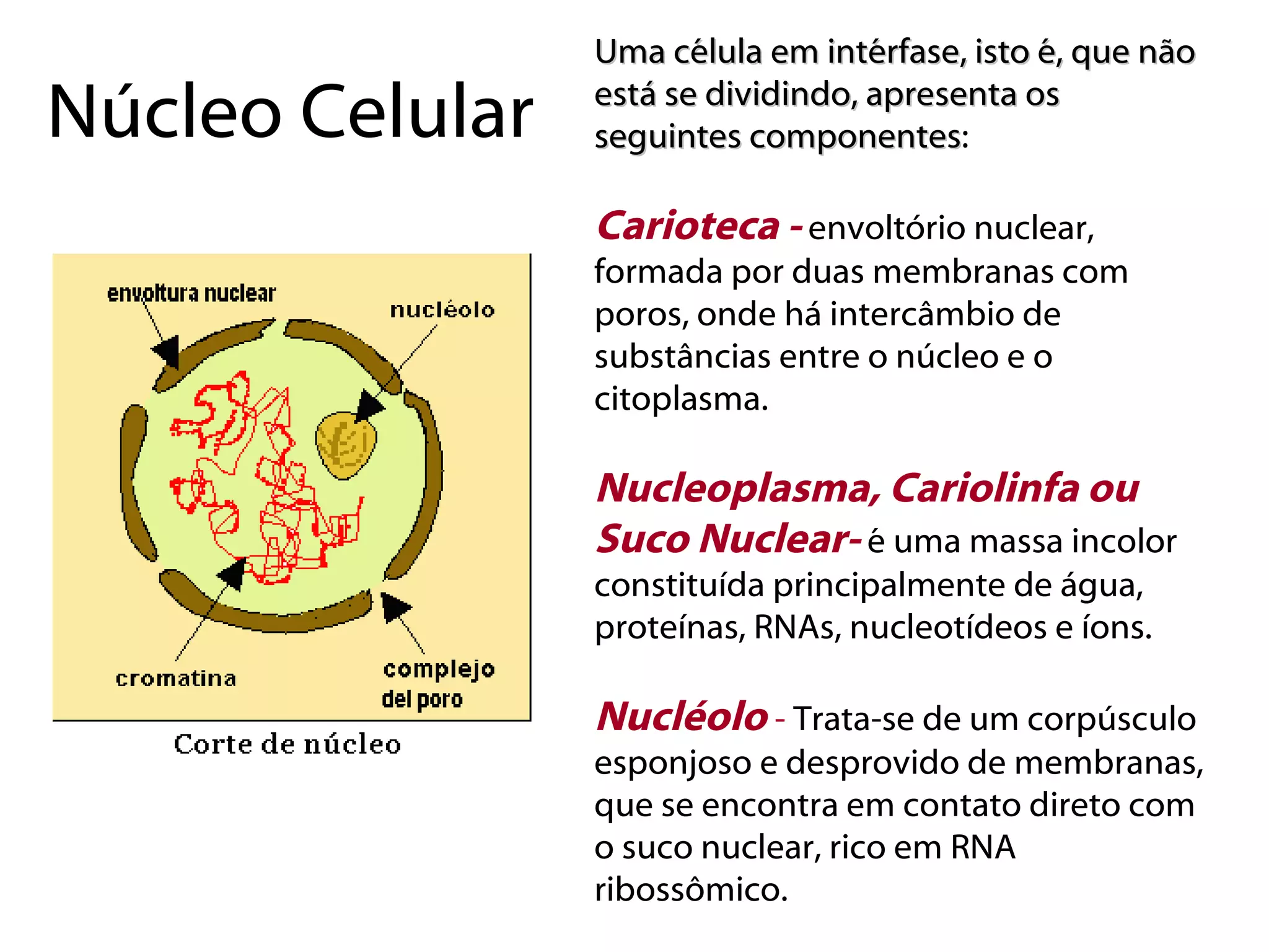 Núcleo e divisão celular | PPT