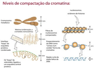 Níveis de compactação da cromatina:
                                                              nucleossomos
                                                            octâmero de histonas


Cromossomo
metafásico


                 Máxima condensação, a
                                         Fibras de
                cromátide cromossômica
                                         nucleossomos
                                         compactados


Interfase:                               Empacotamento
"loops" do                               do DNA como
esqueleto                                “contas num
protéico,                                cordão” forma da
condensada                               cromatina


                                         Região curta da
   Os "loops" de                         dupla hélice de
   solenóides, ligados a                 DNA
   um esqueleto central
   protéico
 