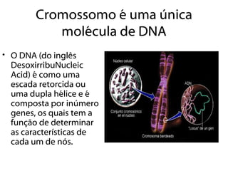 Cromossomo é uma única
          molécula de DNA
• O DNA (do inglês
  DesoxirribuNucleic
  Acid) é como uma
  escada retorcida ou
  uma dupla hélice e é
  composta por inúmero
  genes, os quais tem a
  função de determinar
  as características de
  cada um de nós.
 