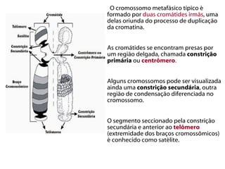   O cromossomo metafásico típico é
formado por duas cromátides irmãs, uma
delas oriunda do processo de duplicação
da cromatina.


As cromátides se encontram presas por
um região delgada, chamada constrição
primária ou centrômero.


Alguns cromossomos pode ser visualizada
ainda uma constrição secundária, outra
região de condensação diferenciada no
cromossomo.


O segmento seccionado pela constrição
secundária e anterior ao telômero
(extremidade dos braços cromossômicos)
é conhecido como satélite.
 