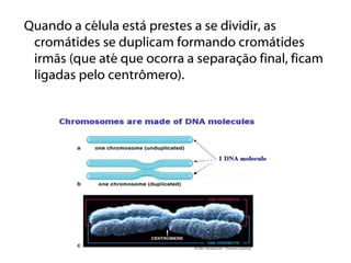 Quando a célula está prestes a se dividir, as
 cromátides se duplicam formando cromátides
 irmãs (que até que ocorra a separação final, ficam
 ligadas pelo centrômero).
 