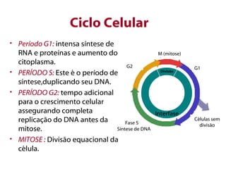 Ciclo Celular
• Período G1: intensa síntese de
  RNA e proteínas e aumento do                   M (mitose)
  citoplasma.                         G2                      G1
• PERÍODO S: Este é o período de                  Divisão


  síntese,duplicando seu DNA.
• PERÍODO G2: tempo adicional
  para o crescimento celular
  assegurando completa                          Interfase
  replicação do DNA antes da         Fase S
                                                              Células sem
                                                                divisão
  mitose.                        Síntese de DNA

• MITOSE : Divisão equacional da
  célula.
 