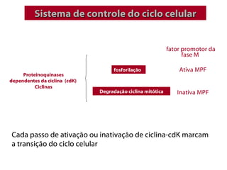 Sistema de controle do ciclo celular


                                                             fator promotor da
                                                                   fase M

                                     fosforilação                Ativa MPF
     Proteinoquinases
dependentes da ciclina (cdK)
          Ciclinas
                               Degradação ciclina mitótica      Inativa MPF




Cada passo de ativação ou inativação de ciclina-cdK marcam
a transição do ciclo celular
 