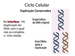 Ciclo Celular


Na interfase - Há
duplicação do
DNA, sem o qual
não se completa
o ciclo celular.
 