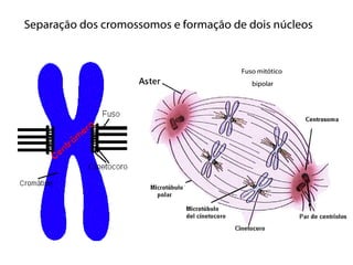 Separação dos cromossomos e formação de dois núcleos


                                       Fuso mitótico
                                          bipolar
 