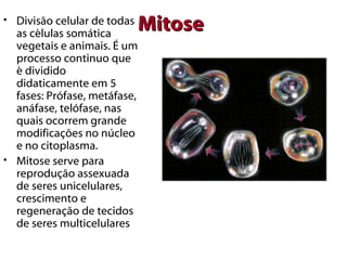 • Divisão celular de todas
  as células somática
                          Mitose
  vegetais e animais. É um
  processo continuo que
  é dividido
  didaticamente em 5
  fases: Prófase, metáfase,
  anáfase, telófase, nas
  quais ocorrem grande
  modificações no núcleo
  e no citoplasma.
• Mitose serve para
  reprodução assexuada
  de seres unicelulares,
  crescimento e
  regeneração de tecidos
  de seres multicelulares
 