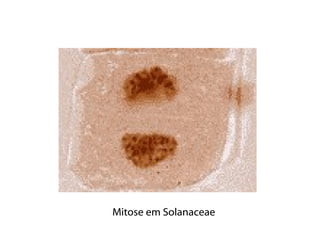 Mitose em Solanaceae
 