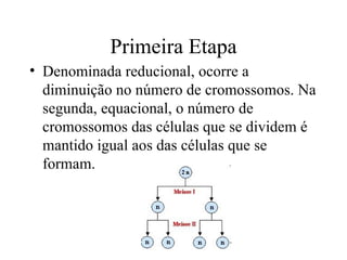 Primeira Etapa
• Denominada reducional, ocorre a
  diminuição no número de cromossomos. Na
  segunda, equacional, o número de
  cromossomos das células que se dividem é
  mantido igual aos das células que se
  formam.
 