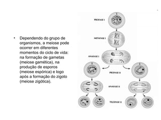 •   Dependendo do grupo de
    organismos, a meiose pode
    ocorrer em diferentes
    momentos do ciclo de vida:
    na formação de gametas
    (meiose gamética), na
    produção de esporos
    (meiose espórica) e logo
    após a formação do zigoto
    (meiose zigótica).
 