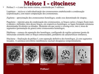 •
                       Meiose I - citocinese
    Prófase I → é uma fase muito extensa, constituída por 5 subfases:
    Leptóteno – inicia-se a individualização dos cromossomos estabelecendo a condensação
    (espiralização), com maior compactação dos cromonemas;
    Zigóteno – aproximação dos cromossomos homólogos, sendo esse denominado de sinapse;
    Paquíteno – máximo grau de condensação dos cromossomos, os braços curtos e longos ficam mais
    evidentes e definidos, dois desses braços, em respectivos homólogos, se ligam formando estruturas
    denominadas bivalentes ou tétrades. Momento em que ocorre o crosing-over, isto é, troca de
    segmentos (permutação de genes) entre cromossomos homólogos;
    Diplóteno – começo da separação dos homólogos, configurado de regiões quiasmas (ponto de
    intercessão existente entre os braços entrecruzados, portadores de características similares);
    Diacinese – finalização da prófase I, com separação definitiva dos homólogos, já com segmentos
    trocados. A carioteca (envoltório membranoso nuclear) desaparece temporariamente.




                                                                                               
    Leptóteno         Zigóteno            Paquíteno          Diplóteno           Diacinese
                                                        
                                          Prófase I
 