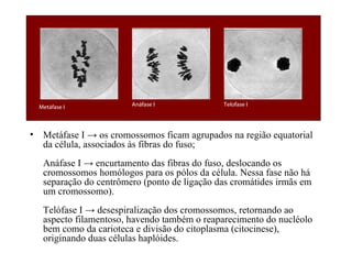                                                              
    Metáfase I             Anáfase I             Telofase I




•     Metáfase I → os cromossomos ficam agrupados na região equatorial
      da célula, associados às fibras do fuso;
      Anáfase I → encurtamento das fibras do fuso, deslocando os
      cromossomos homólogos para os pólos da célula. Nessa fase não há
      separação do centrômero (ponto de ligação das cromátides irmãs em
      um cromossomo).
      Telófase I → desespiralização dos cromossomos, retornando ao
      aspecto filamentoso, havendo também o reaparecimento do nucléolo
      bem como da carioteca e divisão do citoplasma (citocinese),
      originando duas células haplóides.
 