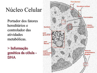 Núcleo Celular
Portador dos fatores
hereditários e
controlador das
atividades
metabólicas.

> Informação
genética da célula -
DNA
 