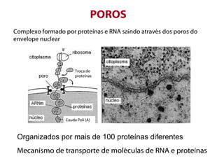 POROS
Complexo formado por proteínas e RNA saindo através dos poros do
envelope nuclear




                       Troca de
                       proteínas




                  Cauda Poli (A)



 Organizados por mais de 100 proteínas diferentes
 Mecanismo de transporte de moléculas de RNA e proteínas
 