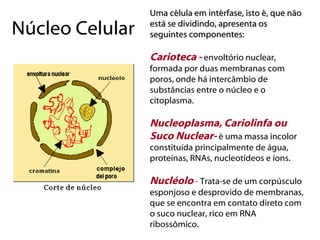 Uma célula em intérfase, isto é, que não

Núcleo Celular   está se dividindo, apresenta os
                 seguintes componentes:
                            componentes

                 Carioteca - envoltório nuclear,
                 formada por duas membranas com
                 poros, onde há intercâmbio de
                 substâncias entre o núcleo e o
                 citoplasma.

                 Nucleoplasma, Cariolinfa ou
                 Suco Nuclear- é uma massa incolor
                 constituída principalmente de água,
                 proteínas, RNAs, nucleotídeos e íons.

                 Nucléolo - Trata-se de um corpúsculo
                 esponjoso e desprovido de membranas,
                 que se encontra em contato direto com
                 o suco nuclear, rico em RNA
                 ribossômico.
 