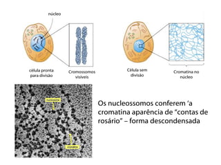 núcleo




célula pronta      Cromossomos           Célula sem    Cromatina no
 para divisão         visíveis            divisão         núcleo




                                 Os nucleossomos conferem ‘a
                                 cromatina aparência de “contas de
                                 rosário” – forma descondensada
 