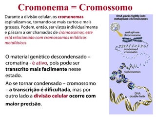 Cromonema = Cromossomo
Durante a divisão celular, os cromonemas
espiralizam-se, tornando-se mais curtos e mais
grossos. Podem, então, ser vistos individualmente
e passam a ser chamados de cromossomos, este
está relacionado com cromossomos mitóticos
metafásicos


O material genético descondensado –
cromatina - é ativo, pois pode ser
transcrito mais facilmente nesse
estado.
Ao se tornar condensado – cromossomo
– a transcrição é dificultada, mas por
outro lado a divisão celular ocorre com
maior precisão. 
 