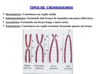 TIPOS DE CROMOSSOMOS
 Metacêntrico: Centrômero na região média
 Submetacêntrico: Formando dois braços de tamanhos um pouco diferentes.
 Acrocêtrico: Formando um braço longo e outro curto.
 Telocêntrico: Centrômero na região terminal, formando apenas um braço.

 