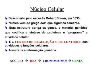 Núcleo Celular
 Descoberto pelo escocês Robert Brown, em 1833.
 Núcleo vem do grego nux, que significa semente.
 Esta estrutura abriga os genes, o material genético
que codifica a síntese de proteínas e “programa” a
atividade celular.
 É o CENTRO DE REGULAÇÃO E DE CONTROLE das
atividades e funções celulares.
 Armazena a informação genética.
NÚCLEO  DNA  CROMOSSOMOS  GENES

 