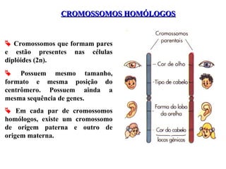CROMOSSOMOS HOMÓLOGOS

 Cromossomos que formam pares
e estão presentes nas células
diplóides (2n).
 Possuem mesmo tamanho,
formato e mesma posição do
centrômero. Possuem ainda a
mesma sequência de genes.
 Em cada par de cromossomos
homólogos, existe um cromossomo
de origem paterna e outro de
origem materna.

 