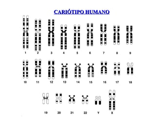 CARIÓTIPO HUMANO

 