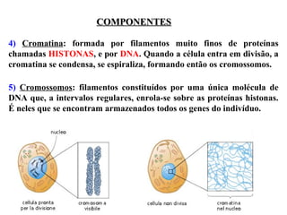 COMPONENTES
4) Cromatina: formada por filamentos muito finos de proteínas
chamadas HISTONAS, e por DNA. Quando a célula entra em divisão, a
cromatina se condensa, se espiraliza, formando então os cromossomos.
5) Cromossomos: filamentos constituídos por uma única molécula de
DNA que, a intervalos regulares, enrola-se sobre as proteínas histonas.
É neles que se encontram armazenados todos os genes do indivíduo.

 