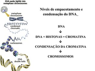 Níveis de empacotamento e
condensação do DNA
DNA

DNA + HISTONAS = CROMATINA

CONDENSAÇÃO DA CROMATINA

CROMOSSOMOS

 