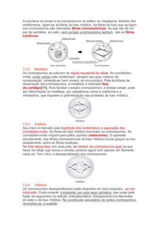 A carioteca se rompe e os cromossomos se soltam no citoplasma. Através dos
centrômeros, ligam-se as fibras do fuso mitótico. As fibras do fuso que se ligam
aos cromossomos são chamadas fibras cromossômicas. As que vão de um
par de centríolos ao outro, sem se ligar a cromossomo nenhum, são as fibras
contínuas.
7.2.2 Metáfase
Os cromossomos se colocam na região equatorial da célula. As cromátides-
irmãs, ainda unidas pelo centrômero, atingem seu grau máximo de
condensação, tornando-se bem visíveis ao microscópio. Pela facilidade de
observação dos cromossomos, a metáfase é chamada fase
do cariótipo[11]. Para facilitar o estudo cromossômico, a divisão celular pode
ser interrompida na metáfase, por substâncias como a colchicina e a
vimblastina, que impedem a polimerização das proteínas do fuso mitótico.
7.2.3 Anáfase
Seu início é marcado pela bipartição dos centrômeros e separação das
cromátides-irmãs. As fibras do fuso mitótico tracionam os cromossomos. As
cromátides-irmãs migram para pólos opostos (metacinese). O aparente
encurtamento das fibras cromossômicas do fuso mitótico ocorre graças ao seu
deslizamento sobre as fibras contínuas.
No final dessa fase, em cada pólo, há número de cromossomos igual ao que
havia na célula que iniciou a divisão, embora agora com apenas um filamento
cada um. Tem início a desespiralização dos cromossomos.
7.2.4 Telófase
Os cromossomos desespiralizados estão dispostos em dois conjuntos, um em
cada pólo. Cada conjunto é envolvido por uma nova carioteca, que surge pela
fusão de segmentos do retículo endoplasmático. Desaparecem os filamentos
do áster e do fuso mitótico. Na constricção secundária de certos cromossomos,
reconstitui-se o nucléolo.
 