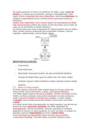 Na região equatorial, em toda a circunferência da célula, surge o sulco de
divisão e, à medida que se aprofunda, aumenta o estrangulamento nesta
região. Ocorre a separação das duas células-filhas, denominadacitocinese. As
proteínas citoplasmáticas actina e miosina tomam parte dessa divisão do
citoplasma.
Surgem duas células-filhas com o mesmo número de cromossomos da célula-
mãe (mesma ploidia), embora não visíveis no final da divisão, pois o núcleo de
cada uma já se encontra no estado interfásico.
Ao mesmo tempo que ocorre a separação do material genético para as células-
filhas, também ocorre a distribuição dos componentes celulares, como as
organelas, uniformemente, para as futuras células.
IMPORTÂNCIA DA MITOSE:
o Crescimento;
o Desenvolvimento;
o Reprodução Assexuada (quando não gera variabilidade genética).
Geração de células filhas iguais às células-mãe. Na mitose, células
haplóides originam células haplóides e células diplóides originam células
diplóides.
7.3 Mitose na Célula Vegetal
Em linhas gerais, a mitose da célula vegetal segue os mesmos passos da
mitose animal. Serão enumeradas, a seguir, as principais diferenças.
a) A célula vegetal superior não possui centríolos. Durante a formação do fuso
mitótico, as fibras convergem para pontos localizados em pólos opostos na
célula, mas não orientados em direção aos centríolos. A mitose vegetal
é anastral. Como a célula animal tem centríolo e forma áster, sua mitose
é astral.
b) A célula animal sofre estrangulamento na região equatorial, que termina por
dividi-la em duas (citocinese centrípeta). Na célula vegetal,não há
estrangulamento. No final da telófase, vesículas originadas no complexo
golgiense se colocam no plano equatorial, no centro da célula. O conjunto de
vesículas chama-se fragmoplasto,que forma a lamela média.
Como a formação do fragmoplasto ocorre do centro para a periferia,
a citocinese é centrífuga. Persistem falhas na parede celulósica recém-
 