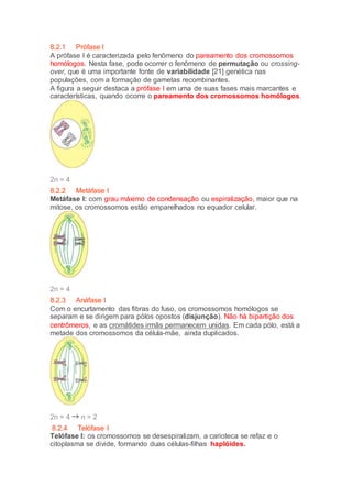 8.2.1 Prófase I
A prófase I é caracterizada pelo fenômeno do pareamento dos cromossomos
homólogos. Nesta fase, pode ocorrer o fenômeno de permutação ou crossing-
over, que é uma importante fonte de variabilidade [21] genética nas
populações, com a formação de gametas recombinantes.
A figura a seguir destaca a prófase I em uma de suas fases mais marcantes e
características, quando ocorre o pareamento dos cromossomos homólogos.
2n = 4
8.2.2 Metáfase I
Metáfase I: com grau máximo de condensação ou espiralização, maior que na
mitose, os cromossomos estão emparelhados no equador celular.
2n = 4
8.2.3 Anáfase I
Com o encurtamento das fibras do fuso, os cromossomos homólogos se
separam e se dirigem para pólos opostos (disjunção). Não há bipartição dos
centrômeros, e as cromátides irmãs permanecem unidas. Em cada pólo, está a
metade dos cromossomos da célula-mãe, ainda duplicados.
2n = 4 n = 2
8.2.4 Telófase I
Telófase I: os cromossomos se desespiralizam, a carioteca se refaz e o
citoplasma se divide, formando duas células-filhas haplóides.
 