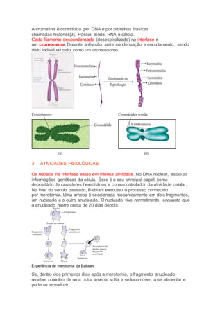 A cromatina é constituída por DNA e por proteínas básicas
chamadas histonas[3]. Possui, ainda, RNA e cálcio.
Cada filamento descondensado (desespiralizado) na interfase é
um cromonema. Durante a divisão, sofre condensação e encurtamento, sendo
visto individualizado como um cromossomo.
3 ATIVIDADES FISIOLÓGICAS
Os núcleos na interfase estão em intensa atividade. No DNA nuclear, estão as
informações genéticas da célula. Esse é o seu principal papel, como
depositário de caracteres hereditários e como controlador da atividade celular.
No final do século passado, Balbiani executou o processo conhecido
por merotomia. Uma ameba é seccionada mecanicamente em dois fragmentos,
um nucleado e o outro anucleado. O nucleado vive normalmente, enquanto que
o anucleado morre cerca de 20 dias depois.
Experiência de merotomia de Balbiani
Se, dentro dos primeiros dias após a merotomia, o fragmento anucleado
receber o núcleo de uma outra ameba, volta a se locomover, a se alimentar e
pode se reproduzir.
 