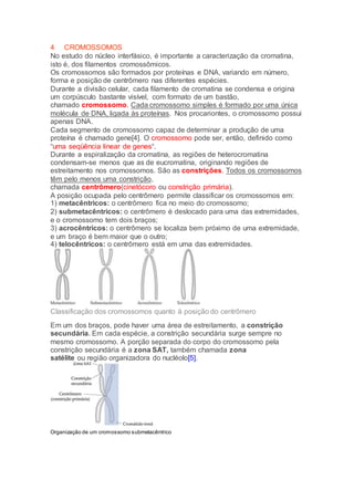 4 CROMOSSOMOS
No estudo do núcleo interfásico, é importante a caracterização da cromatina,
isto é, dos filamentos cromossômicos.
Os cromossomos são formados por proteínas e DNA, variando em número,
forma e posição de centrômero nas diferentes espécies.
Durante a divisão celular, cada filamento de cromatina se condensa e origina
um corpúsculo bastante visível, com formato de um bastão,
chamado cromossomo. Cada cromossomo simples é formado por uma única
molécula de DNA, ligada às proteínas. Nos procariontes, o cromossomo possui
apenas DNA.
Cada segmento de cromossomo capaz de determinar a produção de uma
proteína é chamado gene[4]. O cromossomo pode ser, então, definido como
“uma seqüência linear de genes“.
Durante a espiralização da cromatina, as regiões de heterocromatina
condensam-se menos que as de eucromatina, originando regiões de
estreitamento nos cromossomos. São as constrições. Todos os cromossomos
têm pelo menos uma constrição,
chamada centrômero(cinetócoro ou constrição primária).
A posição ocupada pelo centrômero permite classificar os cromossomos em:
1) metacêntricos: o centrômero fica no meio do cromossomo;
2) submetacêntricos: o centrômero é deslocado para uma das extremidades,
e o cromossomo tem dois braços;
3) acrocêntricos: o centrômero se localiza bem próximo de uma extremidade,
e um braço é bem maior que o outro;
4) telocêntricos: o centrômero está em uma das extremidades.
Classificação dos cromossomos quanto à posição do centrômero
Em um dos braços, pode haver uma área de estreitamento, a constrição
secundária. Em cada espécie, a constrição secundária surge sempre no
mesmo cromossomo. A porção separada do corpo do cromossomo pela
constrição secundária é a zona SAT, também chamada zona
satélite ou região organizadora do nucléolo[5].
Organização de um cromossomo submetacêntrico
 