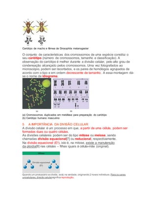 Cariótipo de macho e fêmea de Drosophila melanogaster
O conjunto de características dos cromossomos de uma espécie constitui o
seu cariótipo (número de cromossomos, tamanho e classificação). A
observação do cariótipo é melhor durante a divisão celular, pelo alto grau de
condensação alcançado pelos cromossomos. Uma vez fotografados ao
microscópio, podem ser recortados, e os pares de homólogos agrupados de
acordo com o tipo e em ordem decrescente de tamanho. A essa montagem dá-
se o nome de idiograma.
(a) Cromossomos duplicados em metáfase para preparação do cariótipo
(b) Cariótipo humano masculino
5 A IMPORTÂNCIA DA DIVISÃO CELULAR
A divisão celular é um processo em que, a partir de uma célula, podem ser
formadas duas ou quatro células.
As divisões celulares podem ser do tipo mitose ou meiose, sendo
chamadas divisão equacional[7] ou reducional, respectivamente.
Na divisão equacional (E!), isto é, na mitose, existe a manutenção
da ploidia[8] nas células – filhas iguais à célula-mãe (original).
Quando um protozoário se divide, está,na verdade, originando 2 novos indivíduos. Para os seres
unicelulares, divisão celularsignifica reprodução.
 
