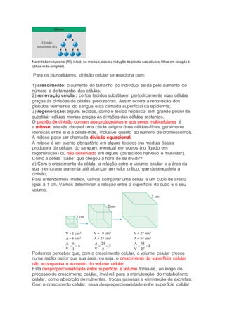 Na divisão reducional (R!),isto é, na meiose,existe a redução da ploidia nas células-filhas em relação à
célula-mãe (original).
Para os pluricelulares, divisão celular se relaciona com:
1) crescimento: o aumento do tamanho do indivíduo se dá pelo aumento do
número e do tamanho das células;
2) renovação celular: certos tecidos substituem periodicamente suas células
graças às divisões de células precursoras. Assim ocorre a renovação dos
glóbulos vermelhos do sangue e da camada superficial da epiderme;
3) regeneração: alguns tecidos, como o tecido hepático, têm grande poder de
substituir células mortas graças às divisões das células restantes.
O padrão de divisão comum aos protozoários e aos seres multicelulares é
a mitose, através da qual uma célula origina duas células-filhas geralmente
idênticas entre si e à célula-mãe, inclusive quanto ao número de cromossomos.
A mitose pode ser chamada divisão equacional.
A mitose é um evento obrigatório em alguns tecidos (na medula óssea
produtora de células do sangue), eventual em outros (no fígado em
regeneração) ou não observado em alguns (os tecidos nervoso e muscular).
Como a célula “sabe” que chegou a hora de se dividir?
a) Com o crescimento da célula, a relação entre o volume celular e a área da
sua membrana aumenta até alcançar um valor crítico, que desencadeia a
divisão.
Para entendermos melhor, vamos comparar uma célula a um cubo de aresta
igual a 1 cm. Vamos determinar a relação entre a superfície do cubo e o seu
volume.
Podemos perceber que, com o crescimento celular, o volume celular cresce
numa razão maior que sua área, ou seja, o crescimento da superfície celular
não acompanha o aumento do volume celular.
Esta desproporcionalidade entre superfície e volume torna-se, ao longo do
processo de crescimento celular, inviável para a manutenção do metabolismo
celular, como absorção de nutrientes, trocas gasosas e eliminação de excretas.
Com o crescimento celular, essa desproporcionalidade entre superfície celular
 