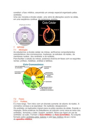 constituir o fuso mitótico, assumindo um arranjo especial organizado pelos
centríolos.
Uma vez iniciada a divisão celular, uma série de alterações ocorre na célula,
em uma seqüência contínua de numerosos eventos.
7 MITOSE
7.1 Introdução
Ao estudarmos a divisão celular da mitose, verificamos comportamentos
característicos dos cromossomos, mudanças na estrutura do núcleo, da
membrana nuclear, dos centríolos e do nucléolo.
Para facilitar o estudo da mitose, podemos dividi-la em fases com os seguintes
nomes: prófase, metáfase, anáfase e telófase.
7.2 Fases
7.2.1 Prófase
É a mais longa. Tem início com um discreto aumento de volume do núcleo. A
cromatina começa a se espiralizar. Os nucléolos desaparecem.
Os centríolos já duplicados migram para os pólos opostos da célula. Durante a
migração, fibras protéicas do hialoplasma se colocam como raios ao redor dos
centríolos, formando o áster. Surgem, também, fibras que ligam um par de
centríolos ao outro. Formam o fuso mitótico ou fuso acromático. Ao conjunto
formado pelos centríolos,pelos ásteres e pelo fuso mitótico dá-se o nome
de aparelho mitótico.
 