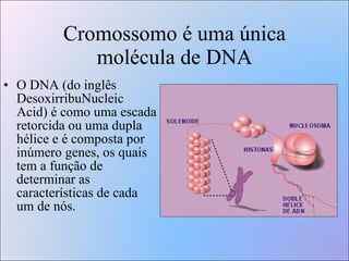 Cromossomo é uma única molécula de DNA O DNA (do inglês DesoxirribuNucleic Acid) é como uma escada retorcida ou uma dupla hélice e é composta por inúmero genes, os quais tem a função de determinar as características de cada um de nós. 
