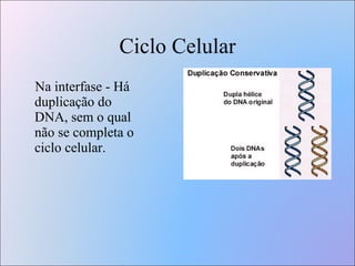 Ciclo Celular Na interfase - Há duplicação do DNA, sem o qual não se completa o  ciclo celular. 