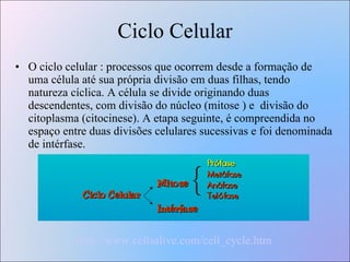 Ciclo Celular O ciclo celular : processos que ocorrem desde a formação de uma célula até sua própria divisão em duas filhas, tendo  natureza cíclica. A célula se divide originando duas descendentes, com divisão do núcleo (mitose ) e  divisão do citoplasma (citocinese). A etapa seguinte, é compreendida no espaço entre duas divisões celulares sucessivas e foi denominada de intérfase. http://www.cellsalive.com/cell_cycle.htm   