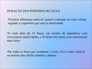 DURAÇÃO DOS PERÍODOS DO CICLO Existem diferenças notáveis quanto à duração do ciclo celular segundo o organismo que está se observando.  O ciclo dura de 12 horas, em tecidos de mamíferos com crescimento muito rápido, e 24 horas em outros com crescimento mais lento.  De todas as fases que compõem o ciclo, G1é a mais variável na maioria das células animais e plantas.  