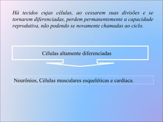 Células altamente diferenciadas Há tecidos cujas células, ao cessarem suas divisões e se tornarem diferenciadas, perdem permanentemente a capacidade reprodutiva, não podendo se novamente chamadas ao ciclo.  Neurônios, Células musculares esqueléticas e cardíaca.  