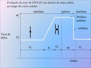 Teor de DNA 2C 4C G 1 S G 2 intérfase M G 1 mitose intérfase Prófase-anáfase telófase tempo Evolução do teor de DNA  (C)  no núcleo de uma célula, ao longo do ciclo celular. 