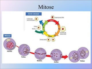 Mitose 