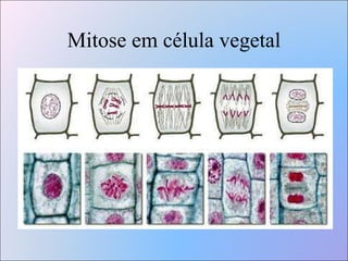 Mitose em célula vegetal 