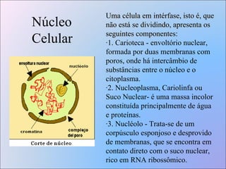 Núcleo Celular Uma célula em intérfase, isto é, que não está se dividindo, apresenta os seguintes componentes : ·1. Carioteca - envoltório nuclear, formada por duas membranas com poros, onde há intercâmbio de substâncias entre o núcleo e o citoplasma.  ·2. Nucleoplasma, Cariolinfa ou Suco Nuclear- é uma massa incolor constituída principalmente de água e proteínas. ·3. Nucléolo - Trata-se de um corpúsculo esponjoso e desprovido de membranas, que se encontra em contato direto com o suco nuclear, rico em RNA ribossômico.   