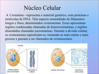 Núcleo Celular ·  4. Cromatina - representa o material genético, com proteínas e moléculas de DNA. Têm aspecto emaranhado de filamentos longos e finos, denominados cromonemas. Esses apresentam regiões condensadas chamadas de heterocromatinas, e regiões distendidas chamadas eucromatinas. Durante a divisão celular, os cromonemas espiralizam-se, tornando-se mais curtos e mais grossos e passam a ser chamados de cromossomos. 